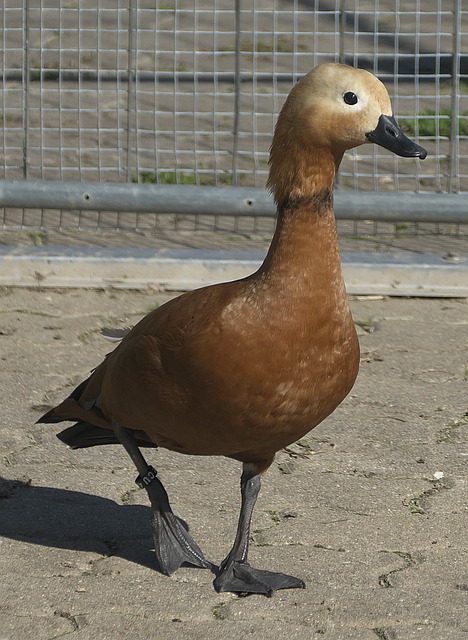 伍未来的潜