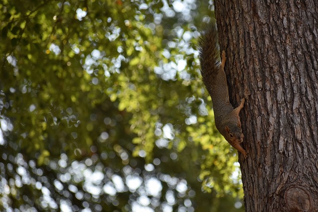 不动如山 不动如山