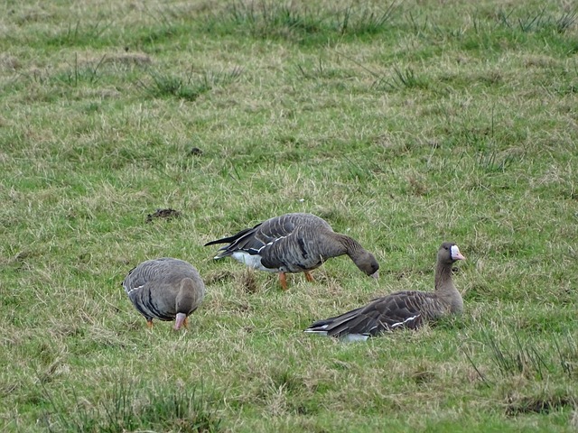 法國隊一路 法國隊一路
