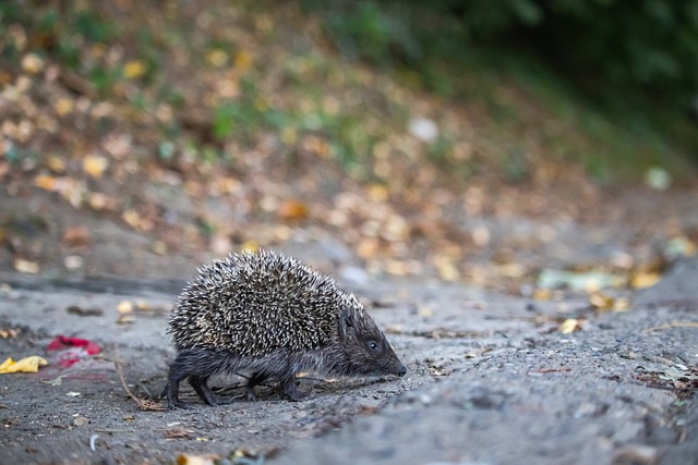 为英格兰阵 为英格兰阵